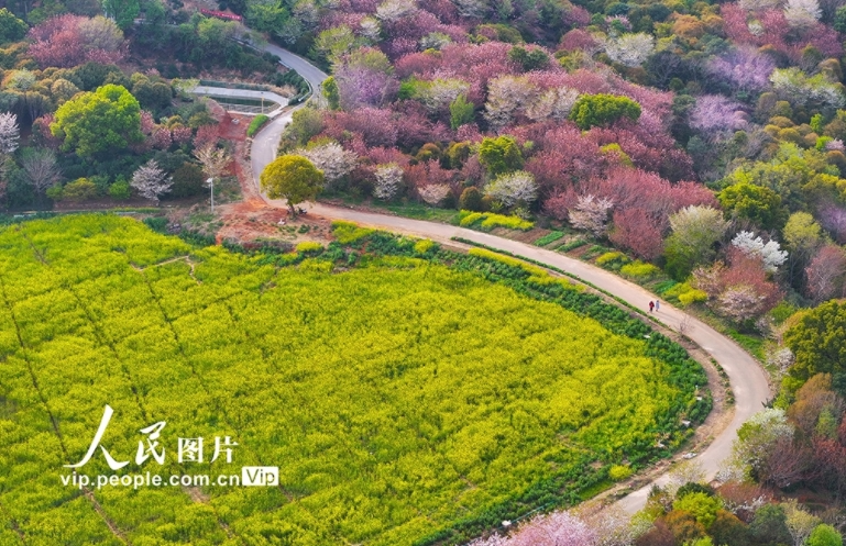 江蘇蘇州：太湖之濱春景如畫
