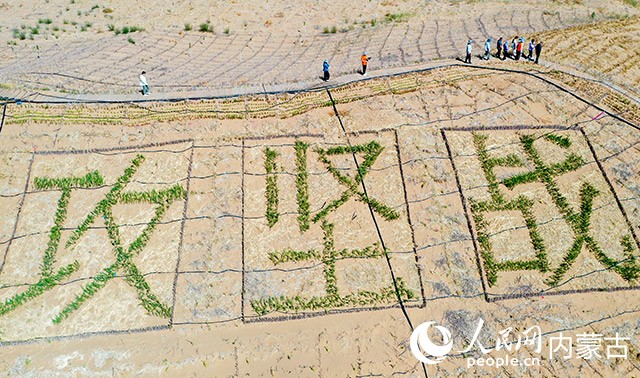 杭錦旗庫(kù)布齊沙漠北緣鎖邊林帶沙化土地綜合治理項(xiàng)目現(xiàn)場(chǎng)。牛天甲攝